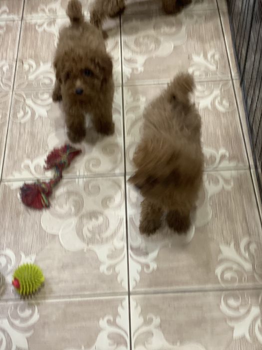 Той пуделя красного окраса