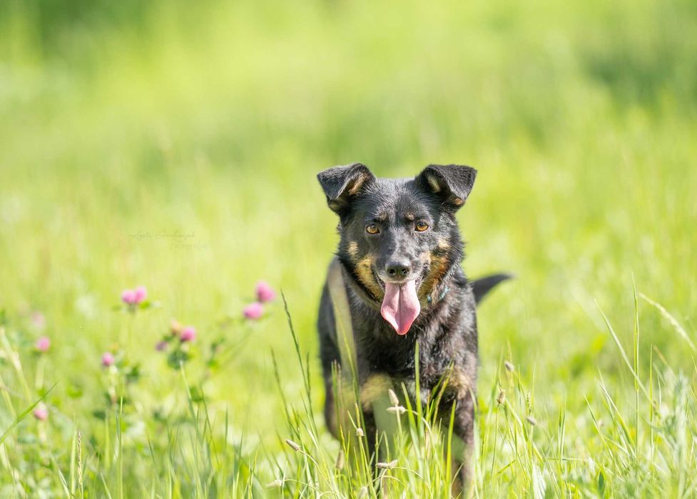 Młoda Zośka czeka na dom