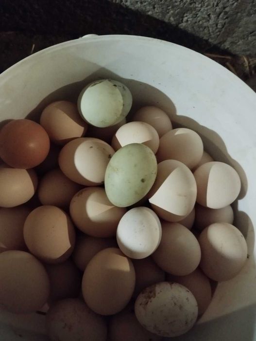 Кури Гріншели,Домінант,Кури з голубим яйцем