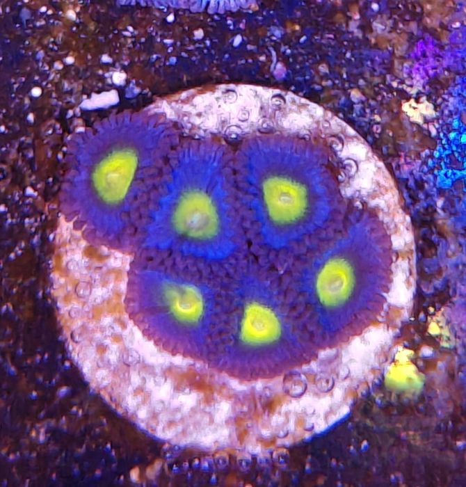 WWC AOI Zoanthus, Corais de Água Salgada