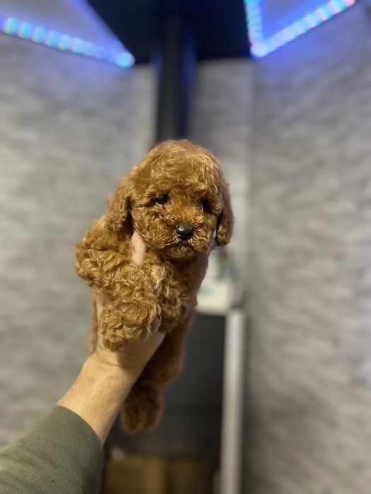 Цуценята мальтіпу