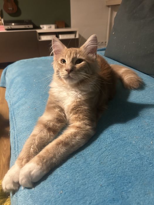 Maine Coon Beżowa Kocica