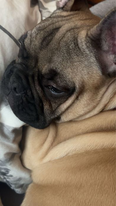 Bulldog francuski