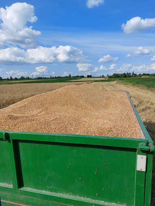 Продам  озиму пшеницю та озимий ячмінь