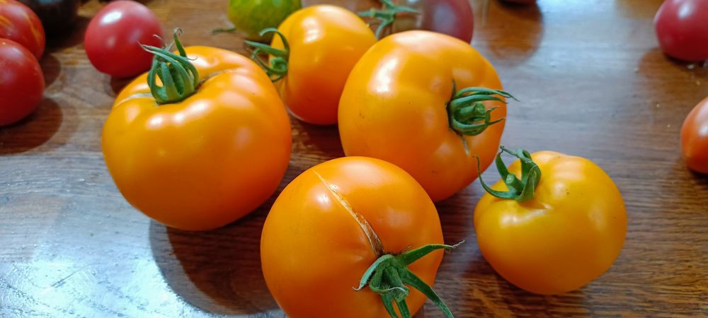 Nasiona pomidorów dużo odmian