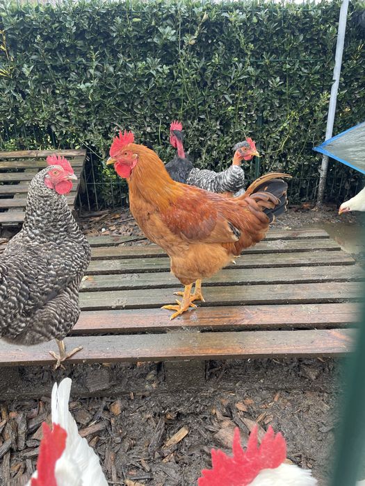 Galos de Raças Autóctones