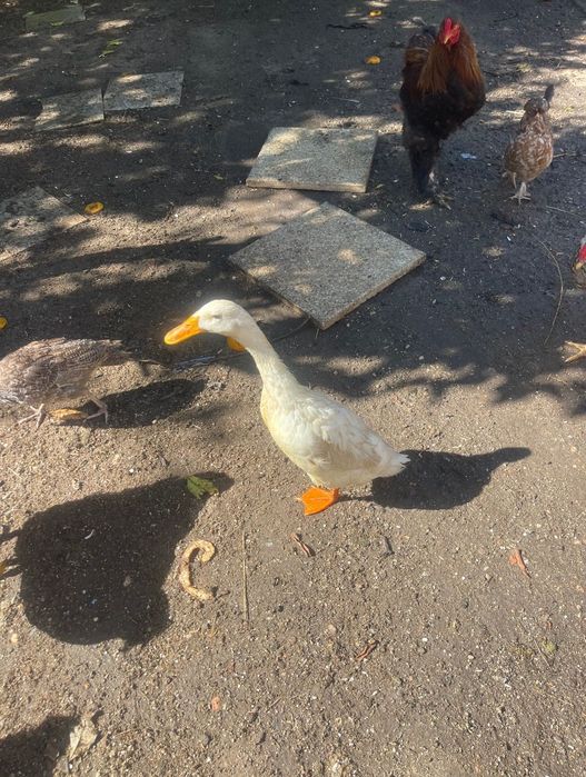 Pato indiano corredor macho