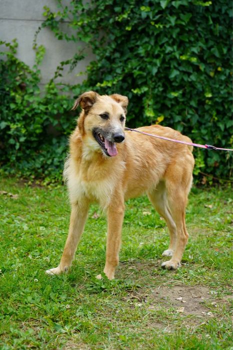 Chanel poleca sie do adopcji
