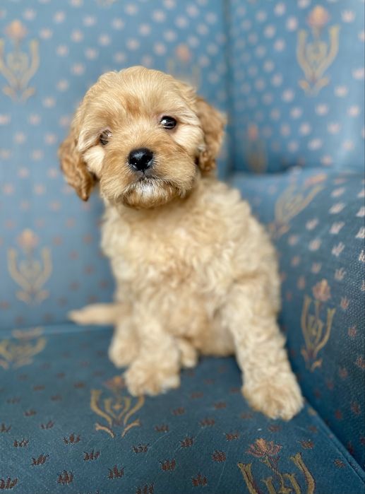 Cavapoo f1 sunia