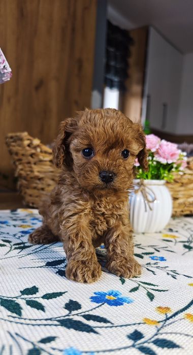 REZERWACJA**Cavapoo** cudowna dziewczynka !