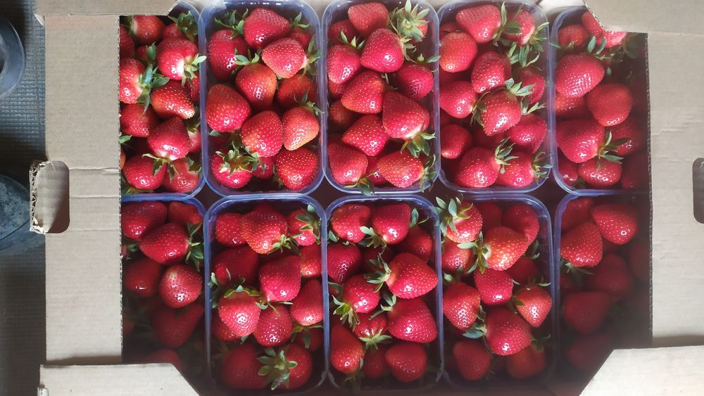 Саджанці полуниці