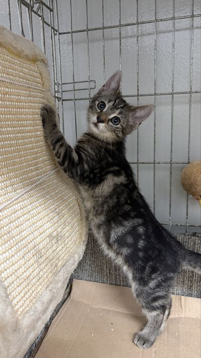 Kotki do adopcji