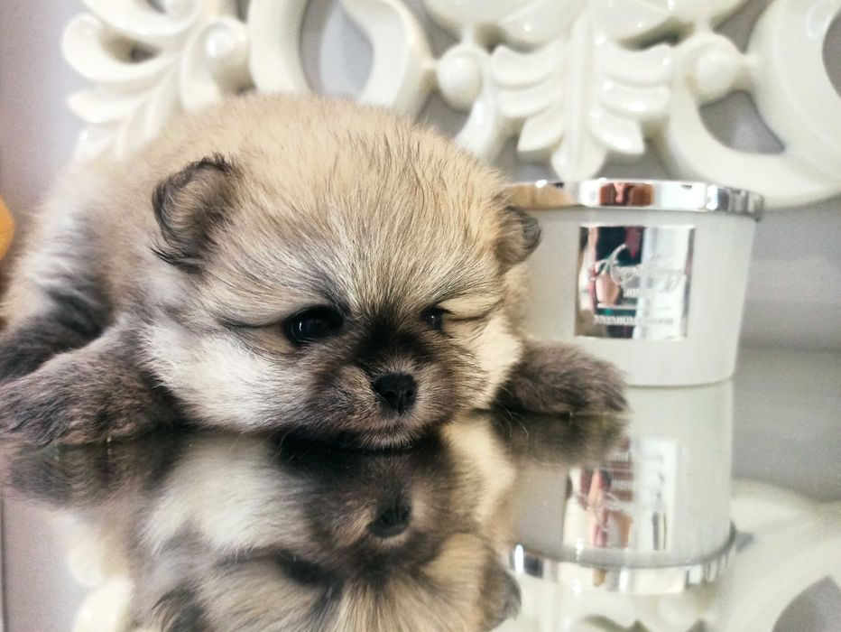 Szpic miniaturowy***pomeranian suczka