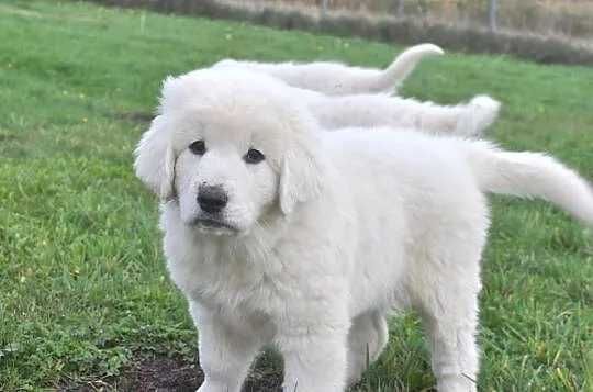 owczarek podhalański