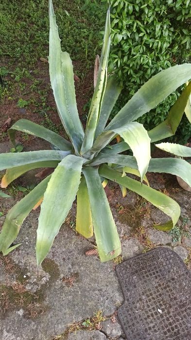 Agawa duża mała kwiat do ogrodu agave aloes amerykański