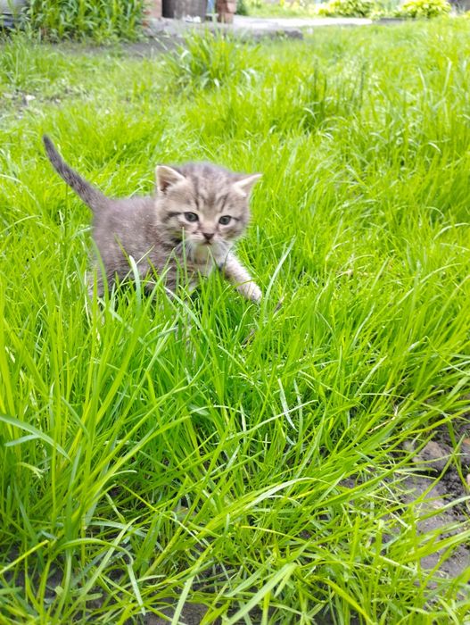 Кошенята в добрі руки
