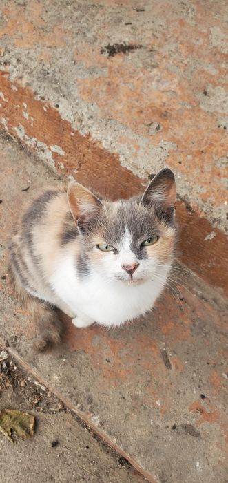 Терміново шукають родину молоді дівчата,.