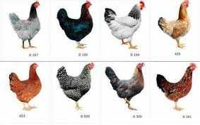 Пропонується яйце курей Домінант