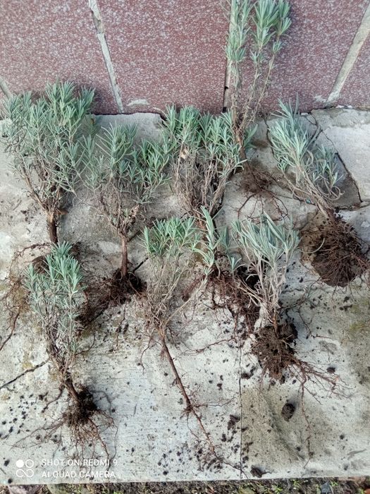 Продам лаванду три вида,від двадцяти грн