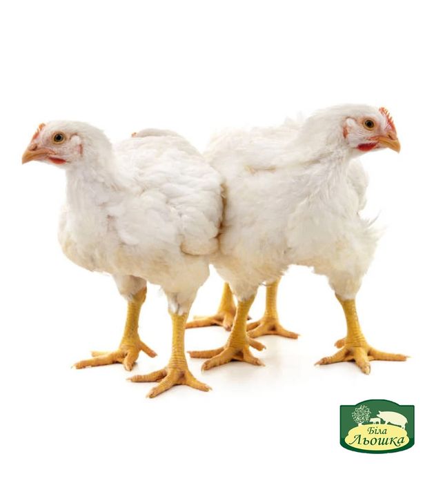 Бройлер Кобб 500