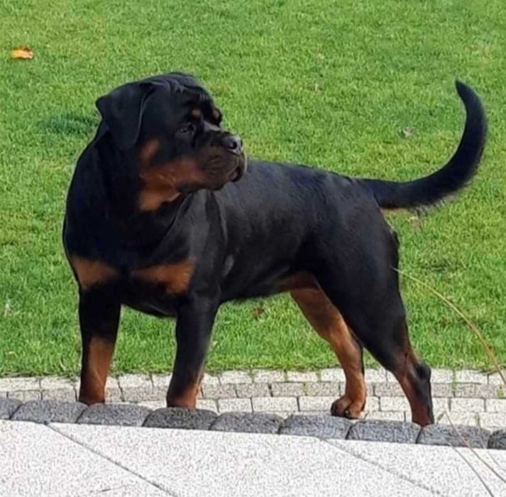 Szczenię Rottweiler ZKwP/FCI Stężyca • OLX.pl