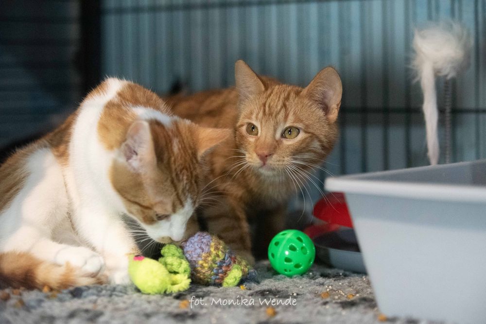 Piękny młodziutki LUZIK szuka domu