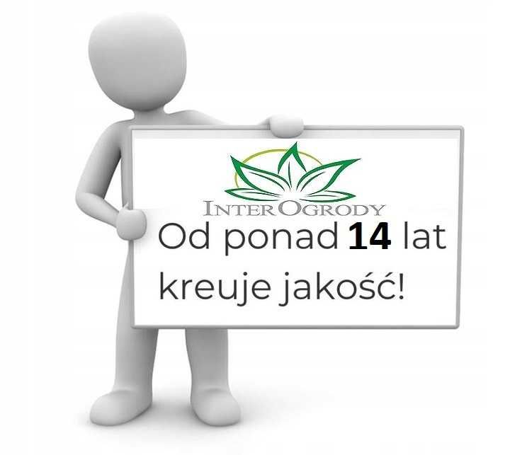 Czosnek ozdobny Millenium - Allium hybrida Millenium Wielkie sadzonki