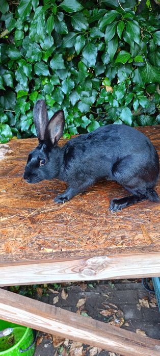 Króliki zajęczak czarny