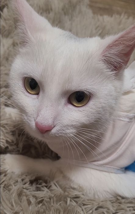 Мініатюрна граційна киця - 10 міс. - чекає на свою люблячу сім'ю