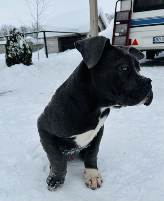 Продам кане корсо хлопчик