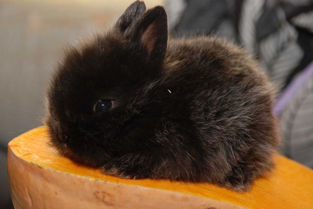 MiniLop карликовий коротковухий нідерландський кролик супер міні