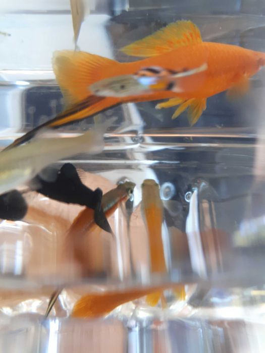 Promoção pack peixes tropicais (Espadas (4) e Guppys endlers(12))