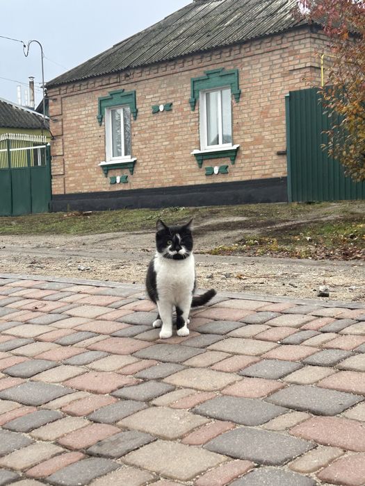 Кошенятко шукає родину