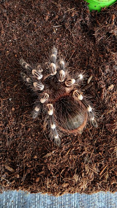 Acanthoscuria Geniculata  - Ptasznik białokolanowy  - SAMICA