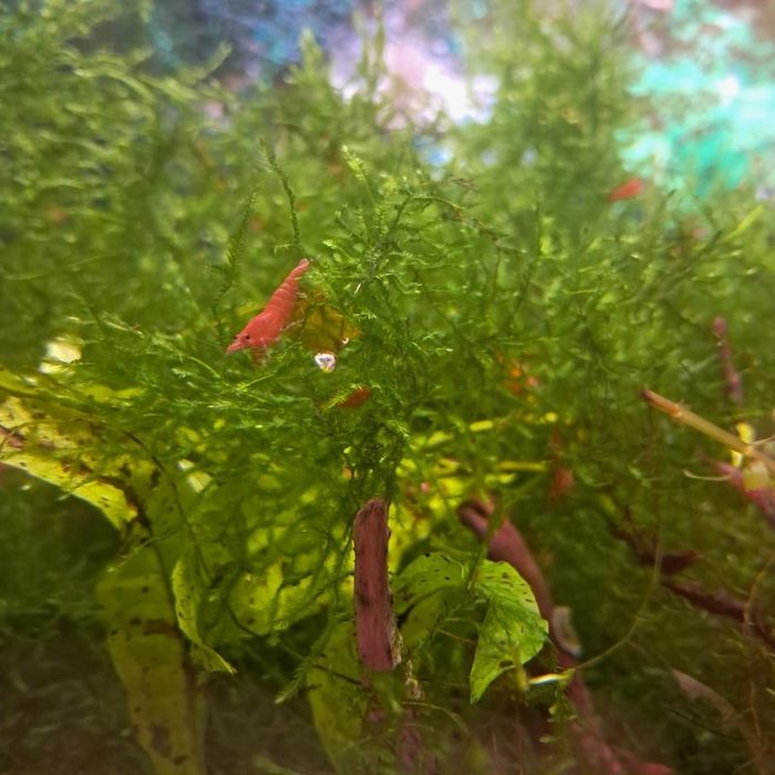 Krewetki neocardina red gratis mech
