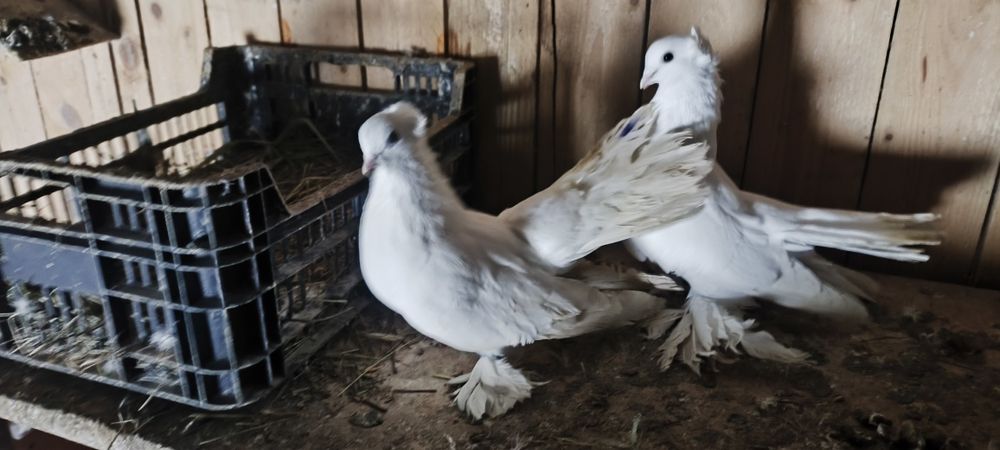 Sprzedam gołębie omskie
