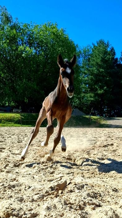 Ogierek ODSADEK-źrebię 7msc, rasy Polski Koń Sportowy, ojciec holsztyn