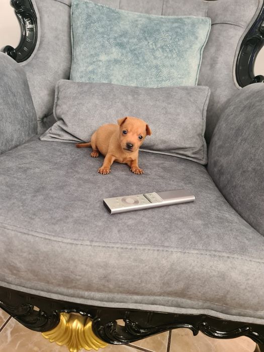 Pinscher miniatura
