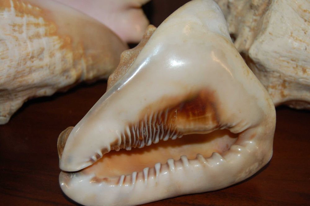 Большая океанская ракушка Куба 60-70е Велика океанська мушля