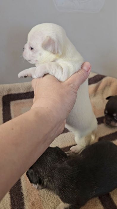 Хлопчик коббі, документи