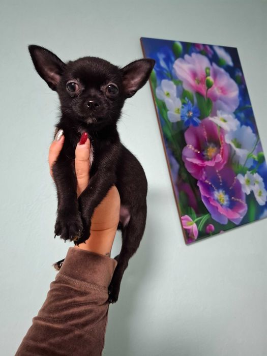 Czarna suczka rasy chihuahua jest gotowa do nowego domu.