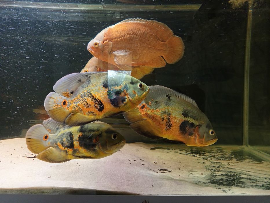 Sprzedam pielęgnice pawie oko