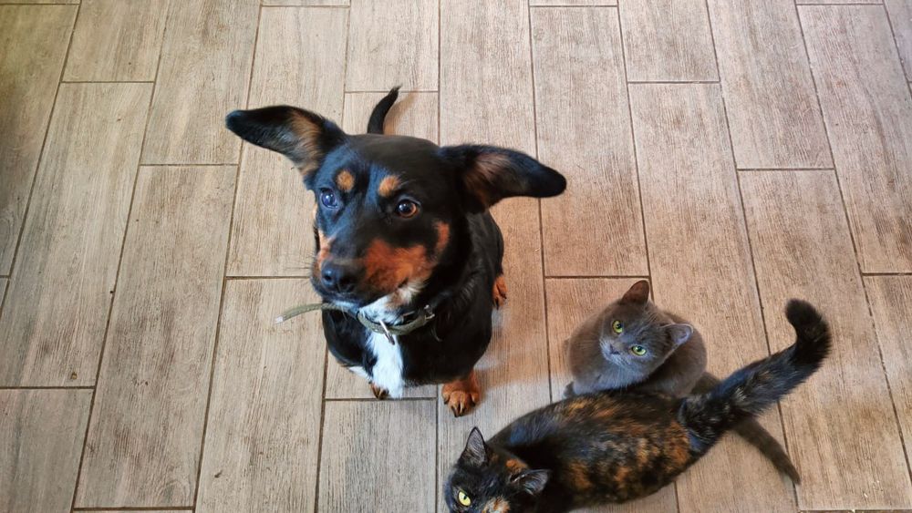 Собачка у добрі руки