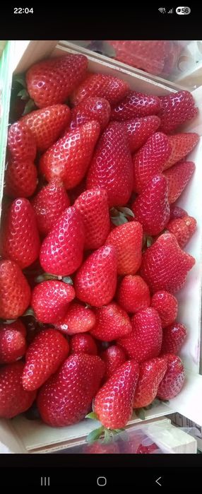 Caixas de morangos fresquinhos para entregas