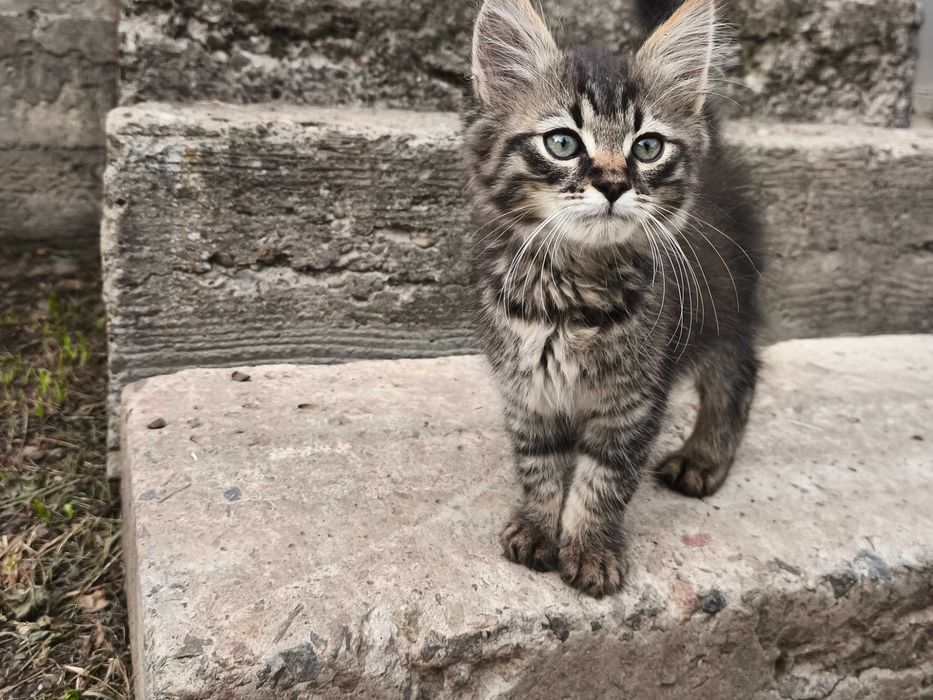 Маленький котик в добрі руки
