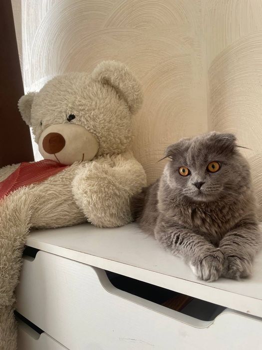 Вʼязка. Шотландський висловухий котик Сулейман (Scottish Fold)