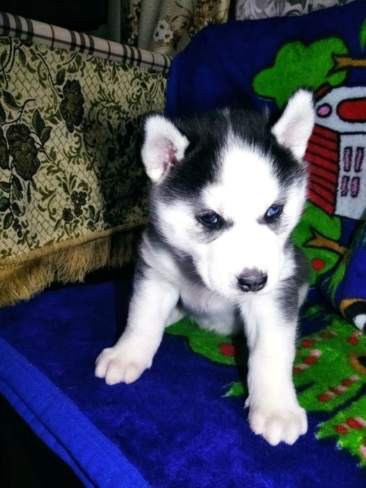 Щенки хаски чистокровні собачки собака хаскі чистокровные хаски цуценя