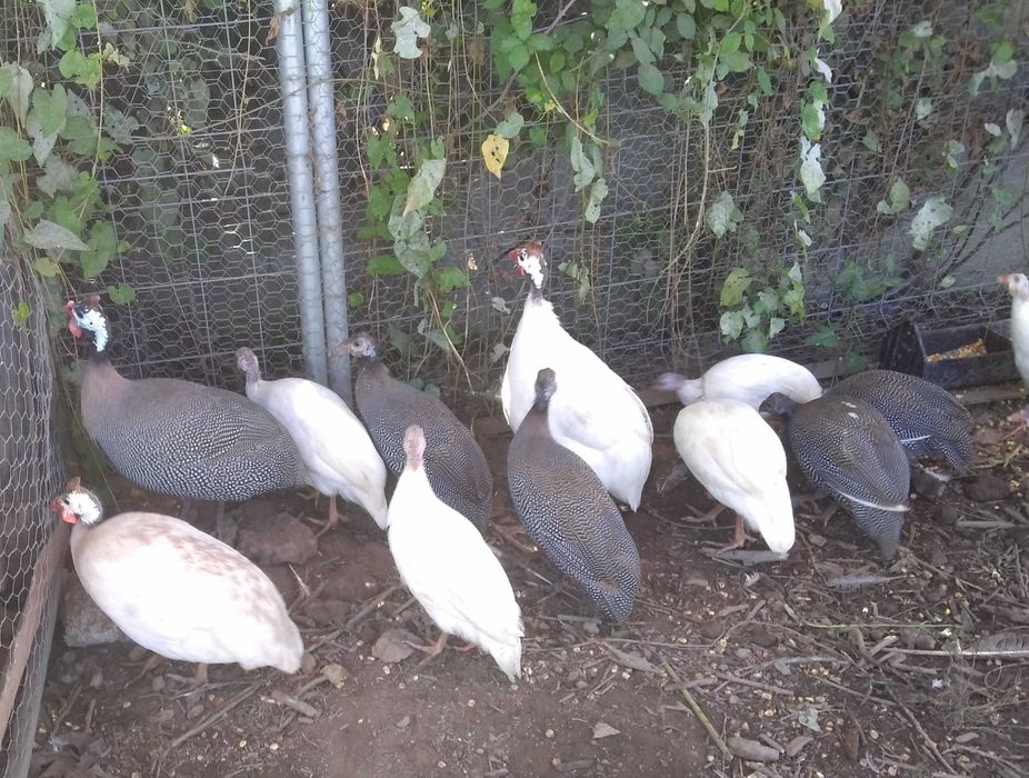 Galinhas de Angola brancas e cinzentas