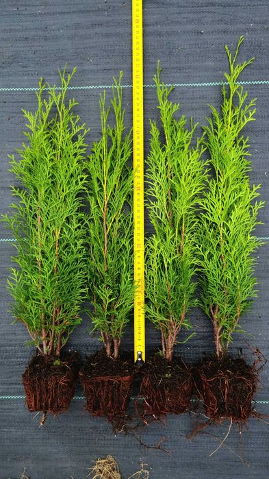 Tuje Tuja Szmaragd zielone THUJA OCCIDENTALIS 45cm 55 cm