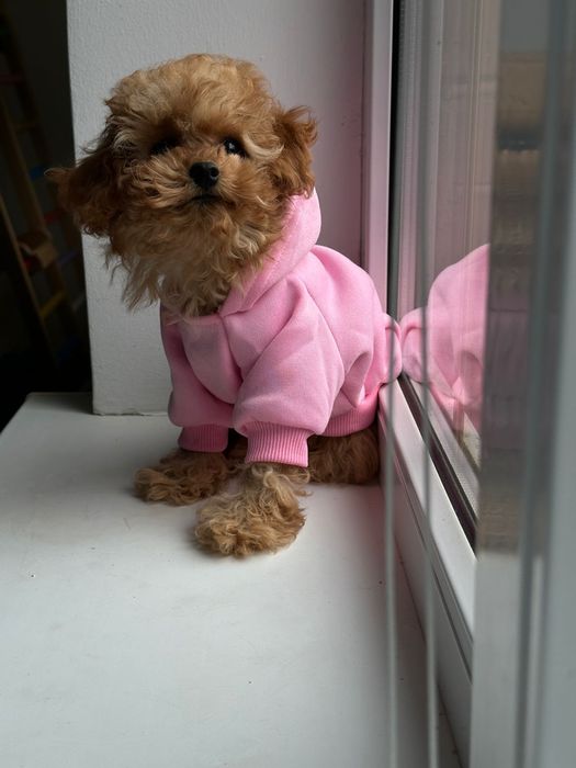 Мальтипу ніжна мрійниця — для того, хто любить щиро